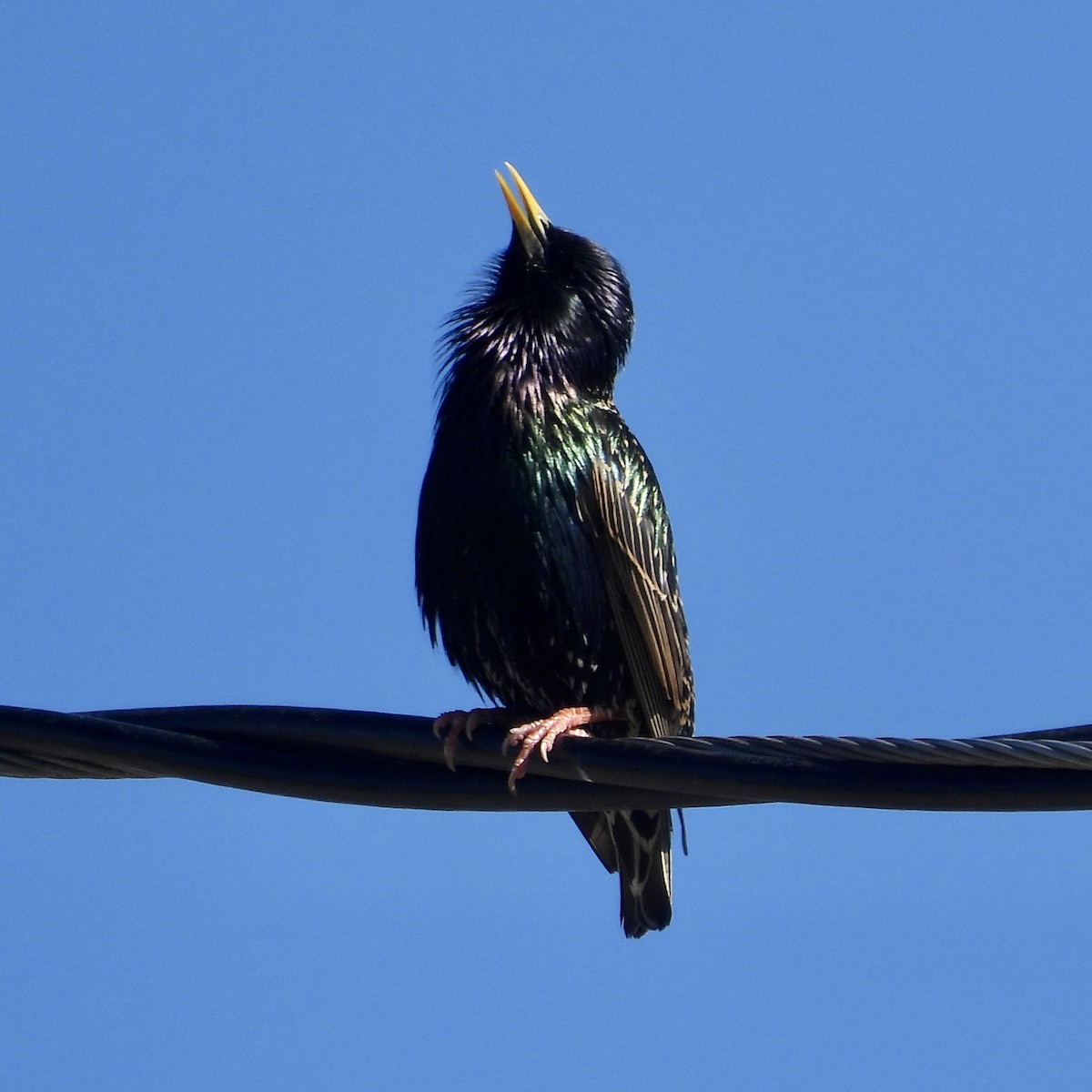 European Starling - ML616783641