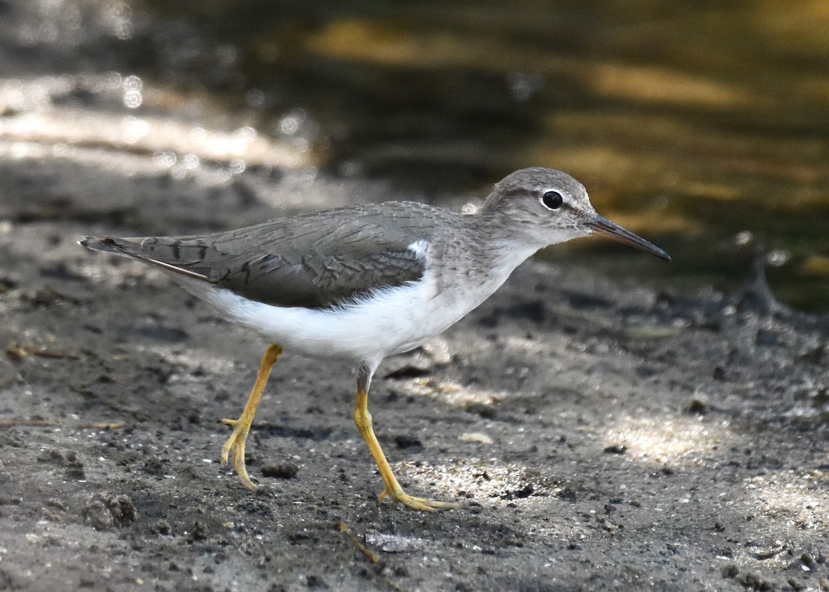 Spotted Sandpiper - ML616783657