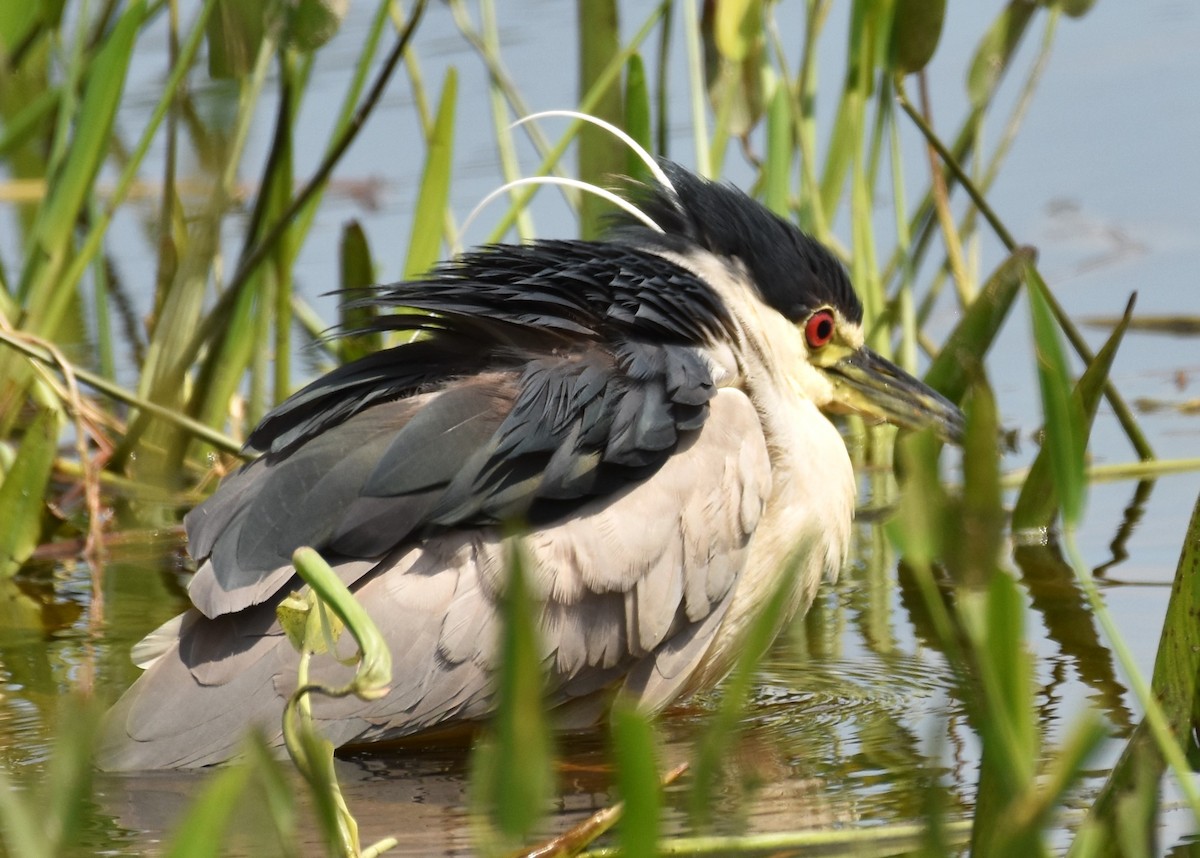 Black-crowned Night Heron - ML616783673