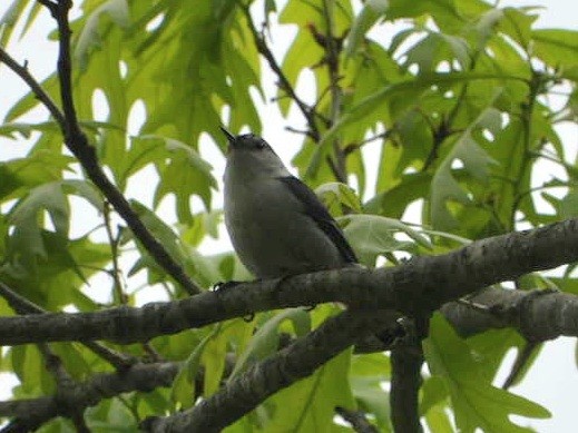 White-breasted Nuthatch - ML616783676