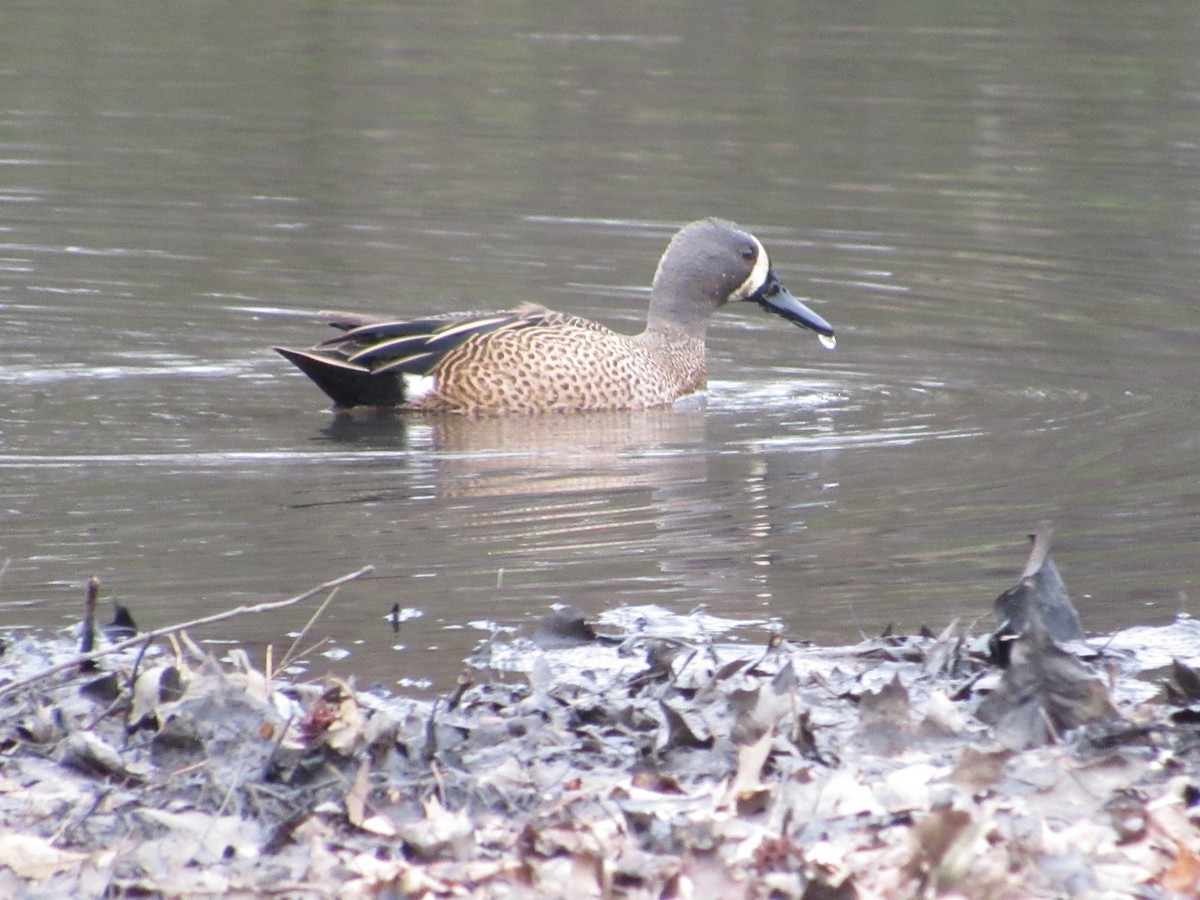 Blue-winged Teal - ML616783681