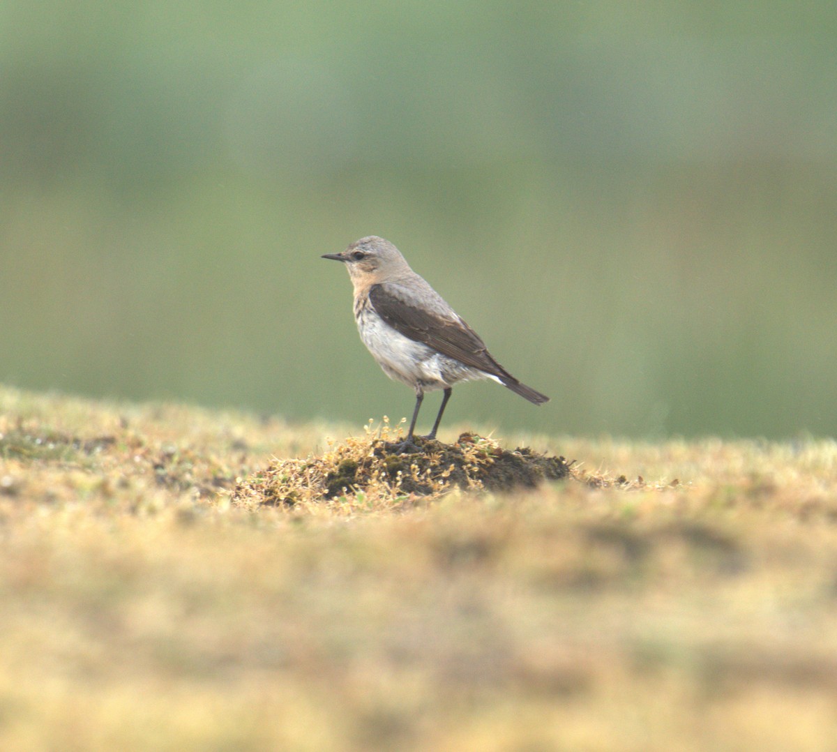 Northern Wheatear - ML616783690