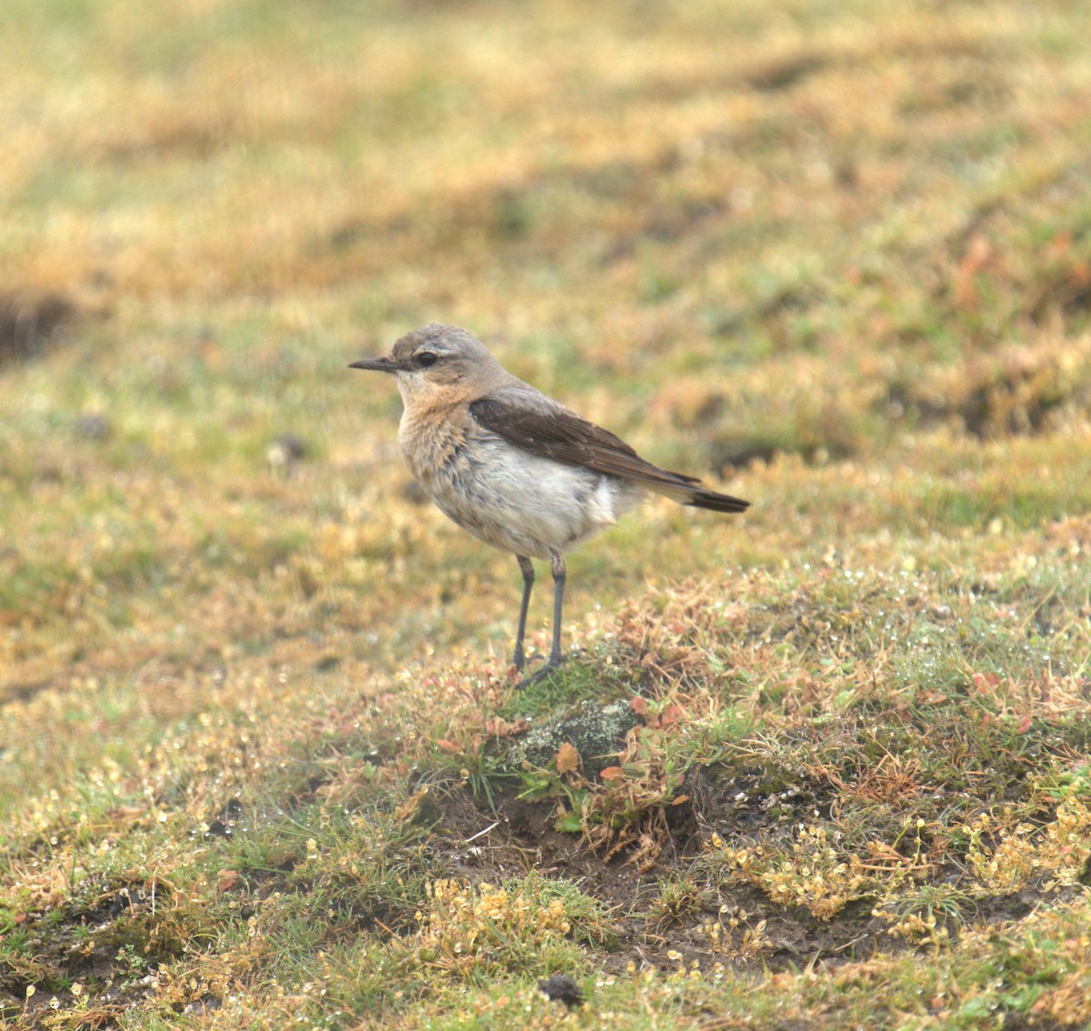 Northern Wheatear - ML616783691