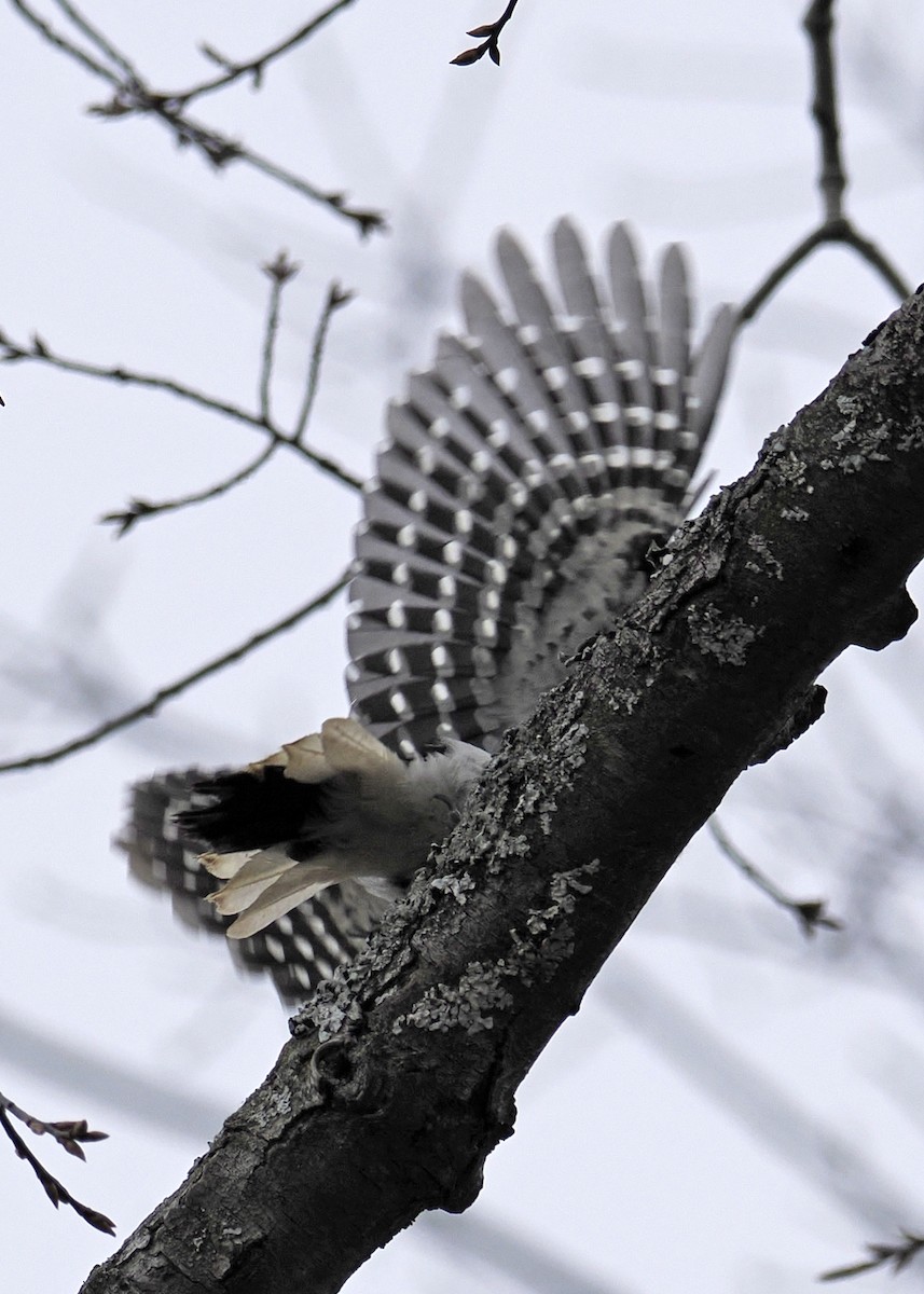 Hairy Woodpecker - Gary J