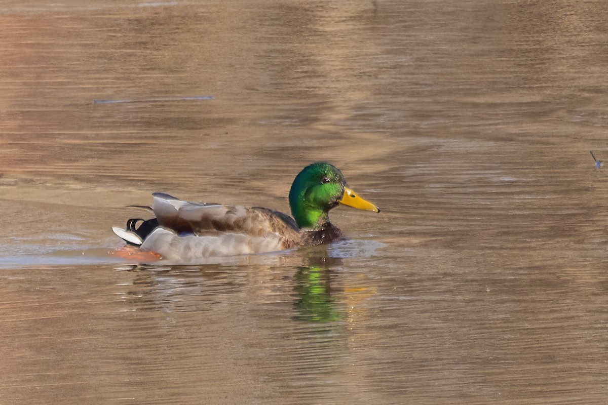 Mallard - ML616783728