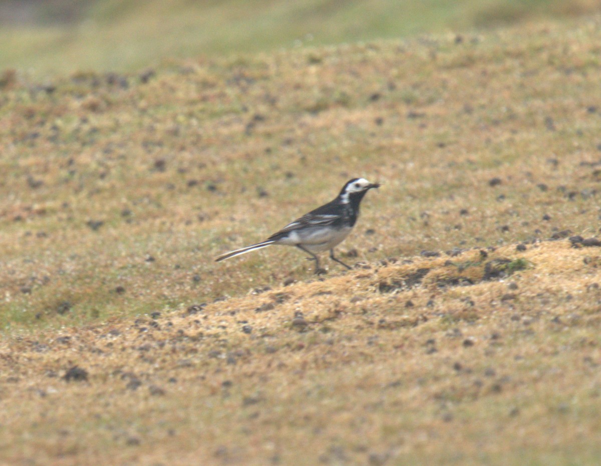 White Wagtail - ML616783732