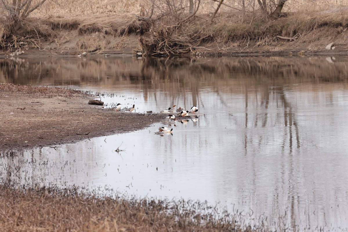 Common Merganser - ML616783748