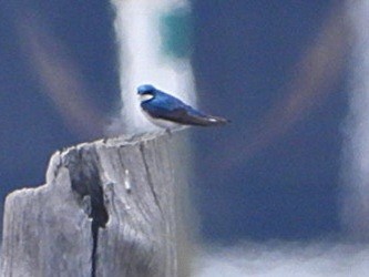 Tree Swallow - ML616783788