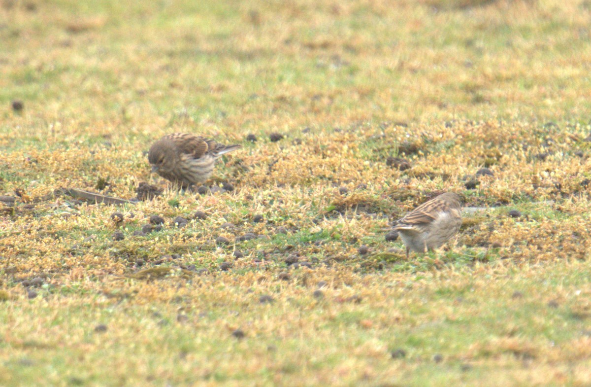 Eurasian Linnet - ML616783789