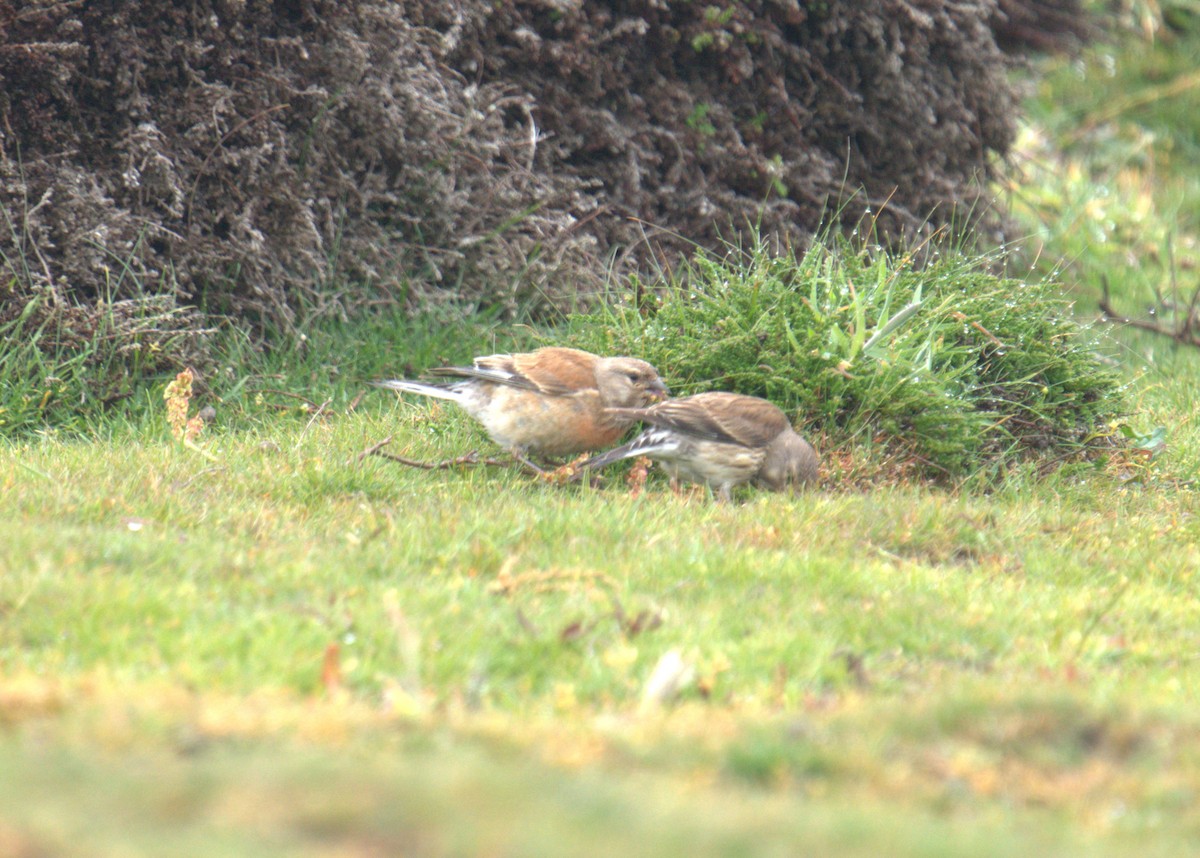 Eurasian Linnet - ML616783793