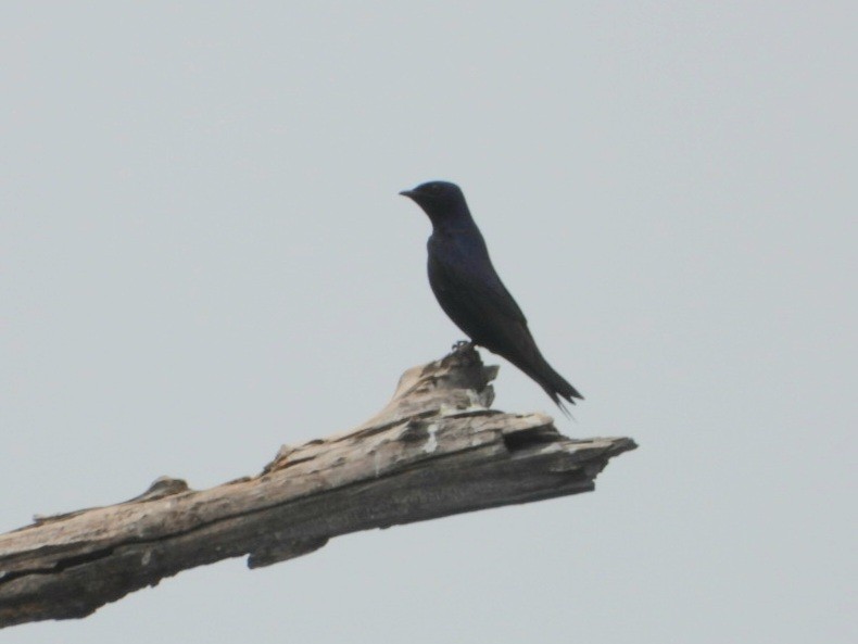 Purple Martin - ML616783811