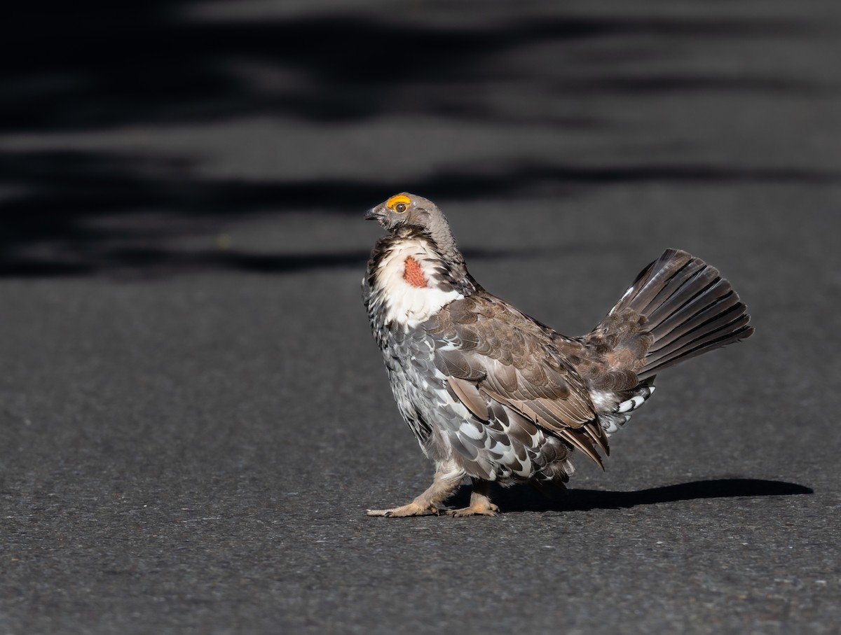 Dusky Grouse - ML616783817