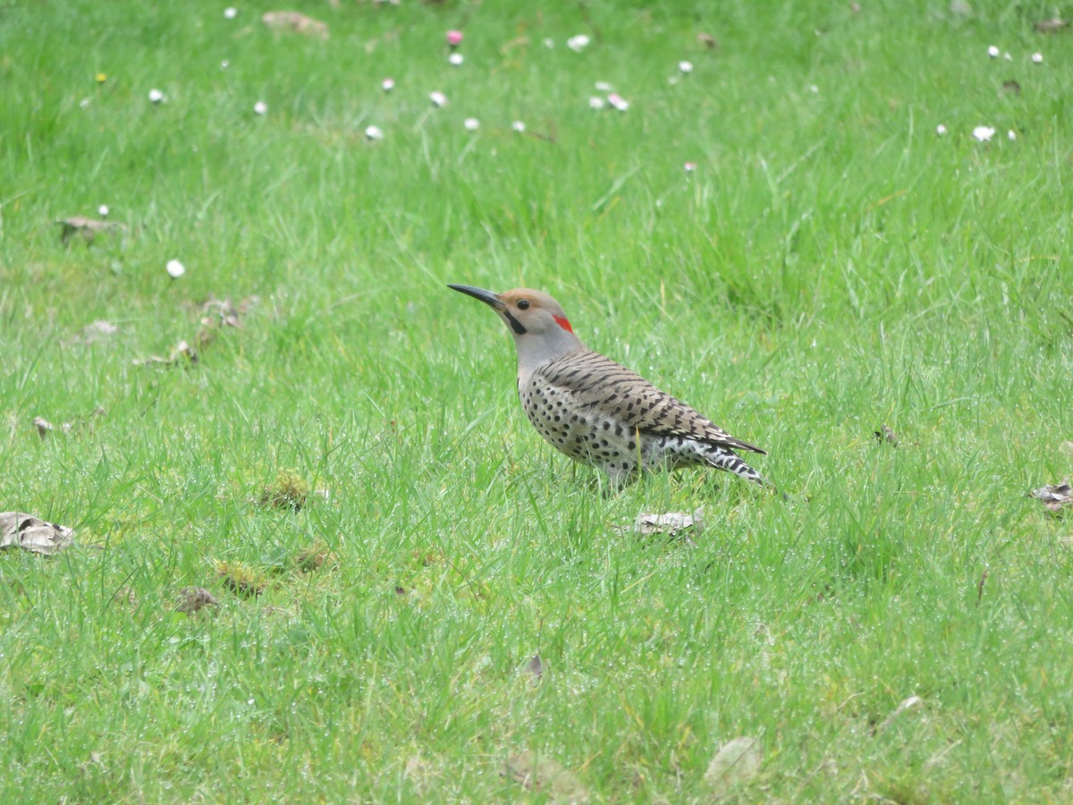 Northern Flicker - Kit Dieffenbach