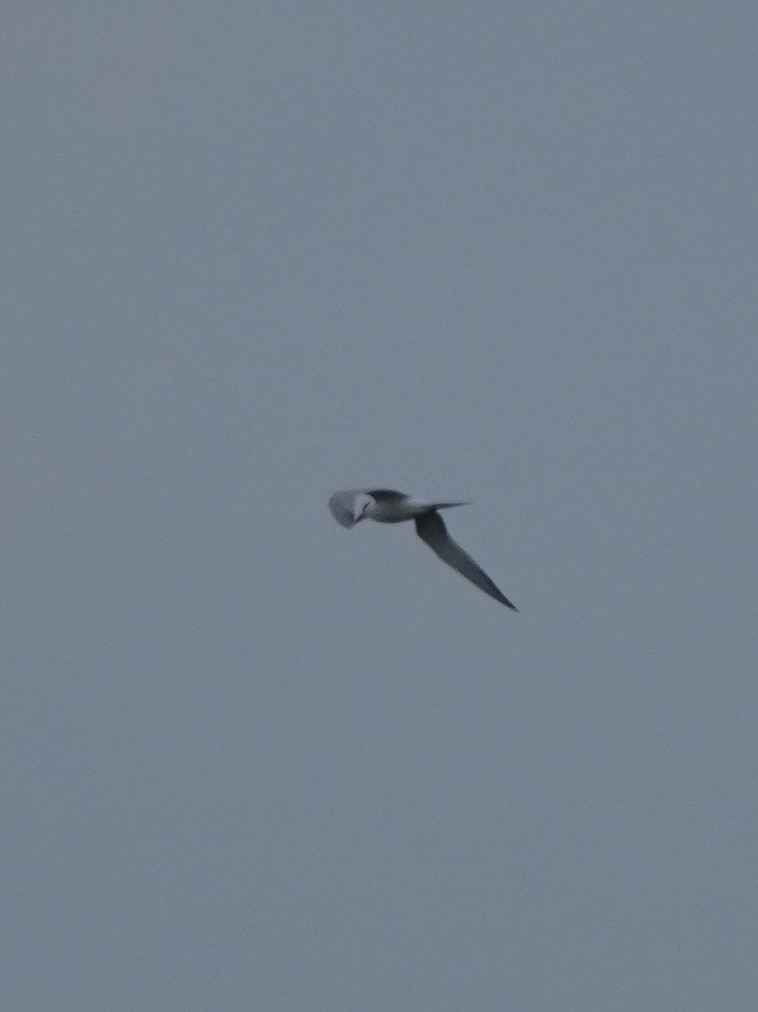 tern sp. - ML616783886