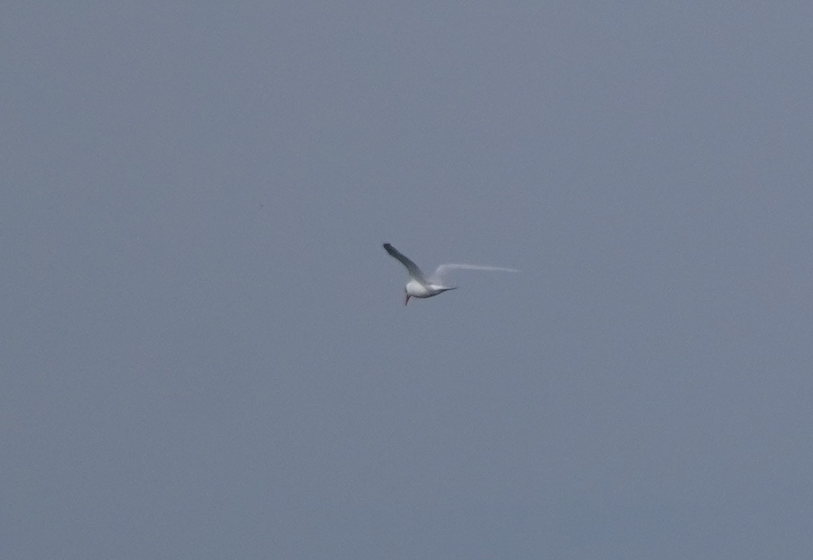 tern sp. - ML616783887