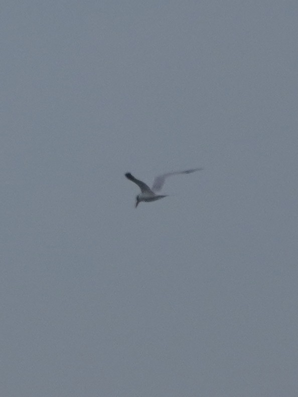 tern sp. - Prashant A