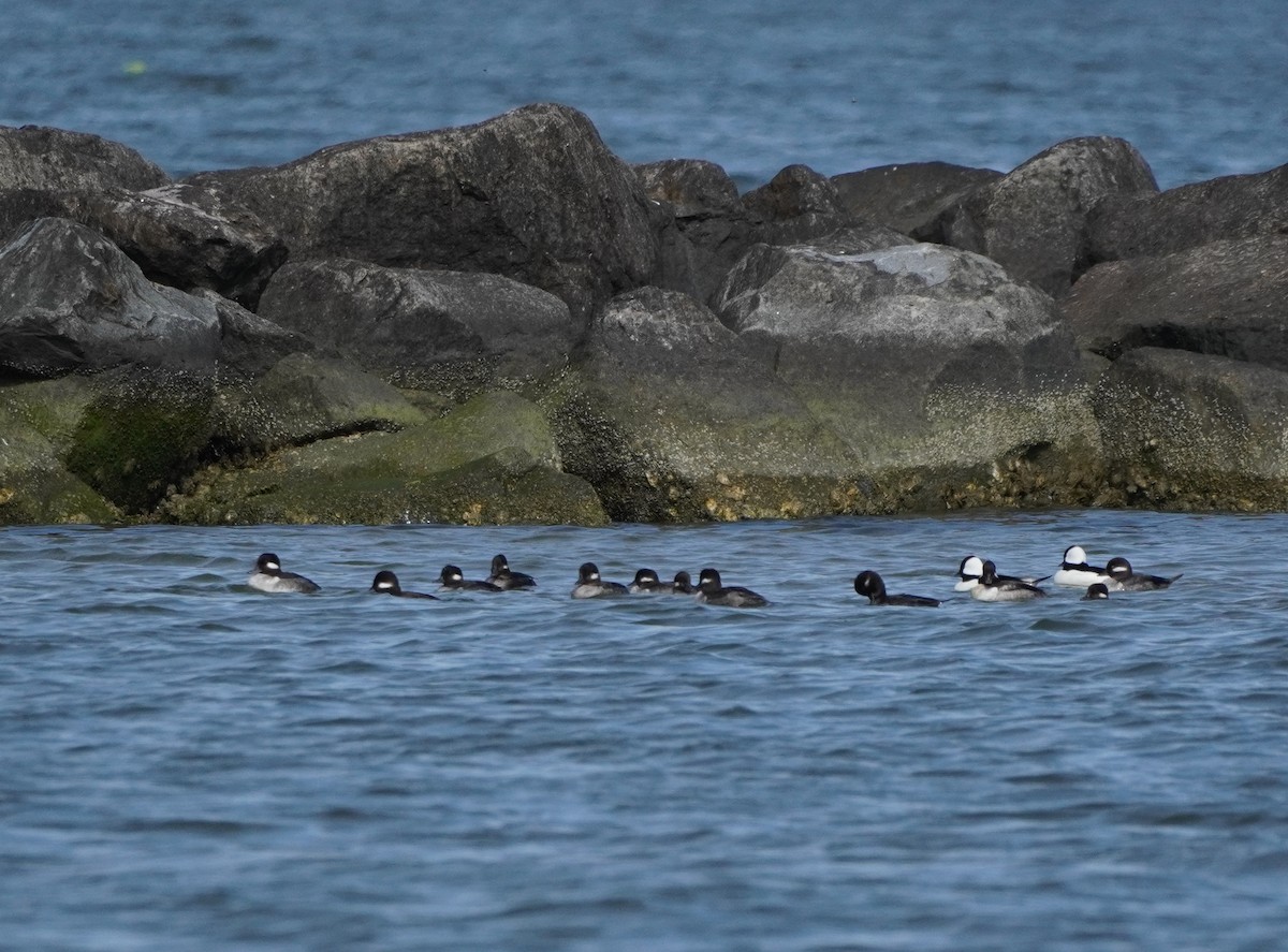 Bufflehead - ML616783906