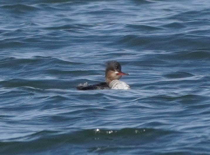 Red-breasted Merganser - Prashant A