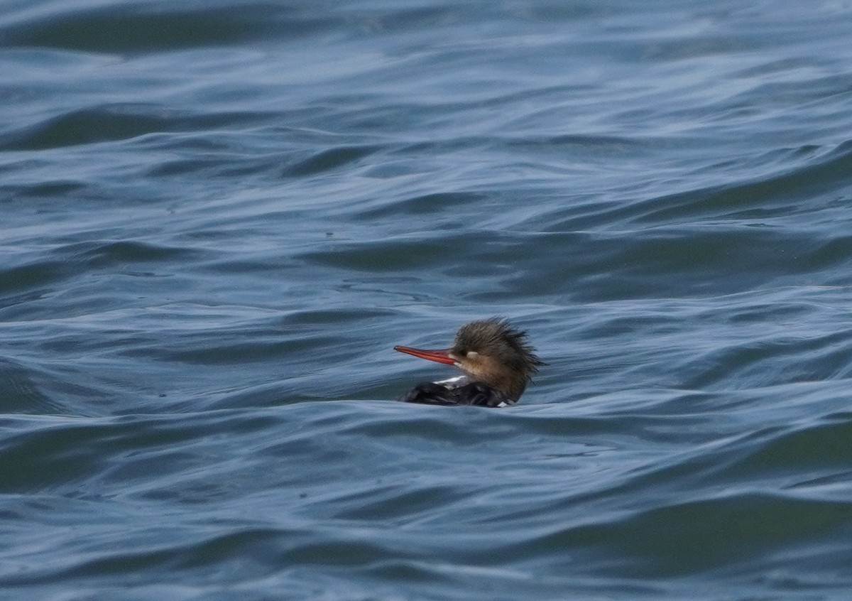 Red-breasted Merganser - ML616783916