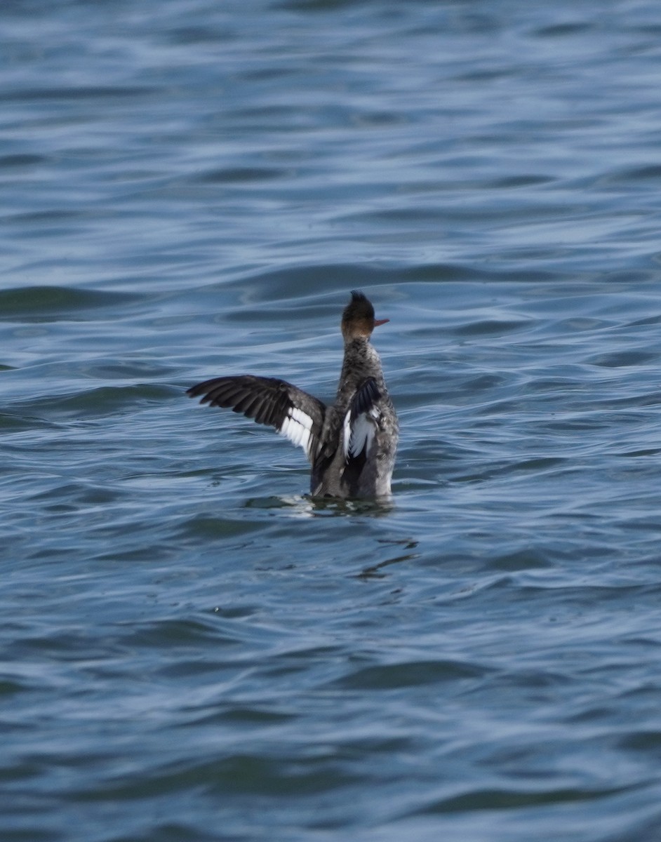 Red-breasted Merganser - ML616783919