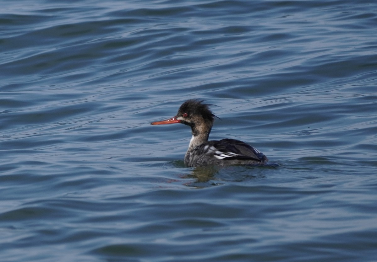 Red-breasted Merganser - ML616783922