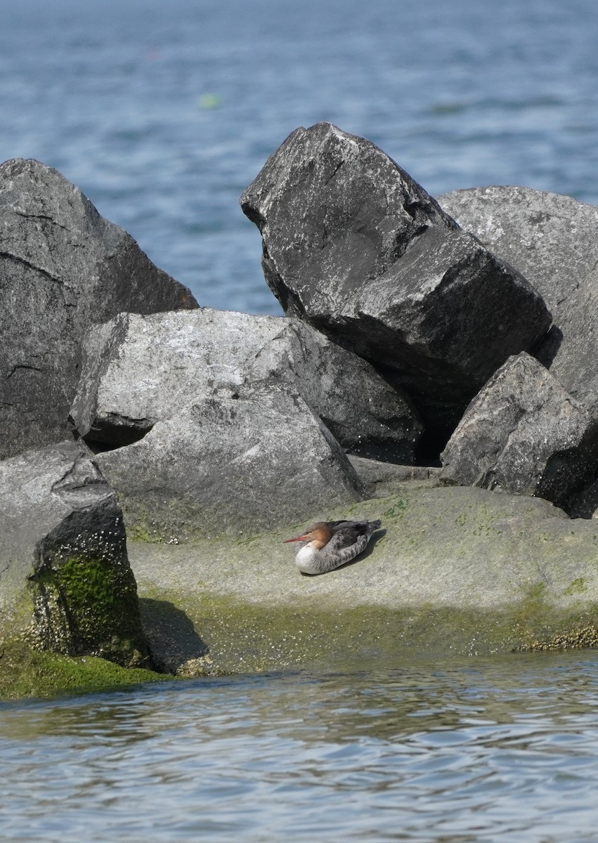 Red-breasted Merganser - ML616783933