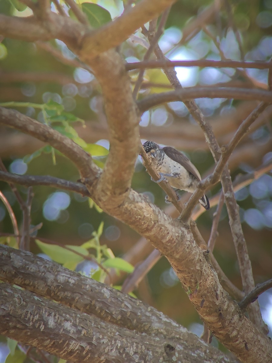 White-bellied Piculet - ML616783974