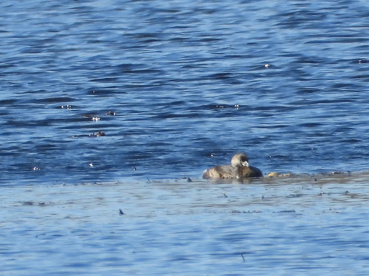 Pied-billed Grebe - ML616783979