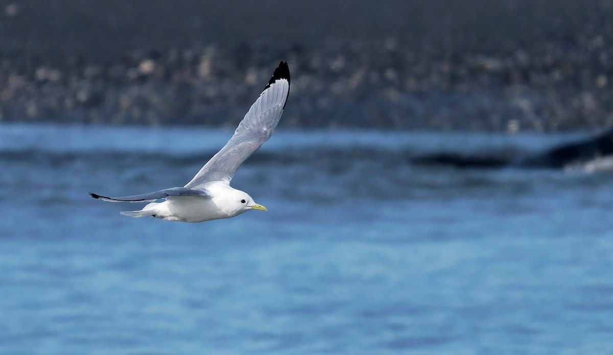 Black-legged Kittiwake - ML616784006