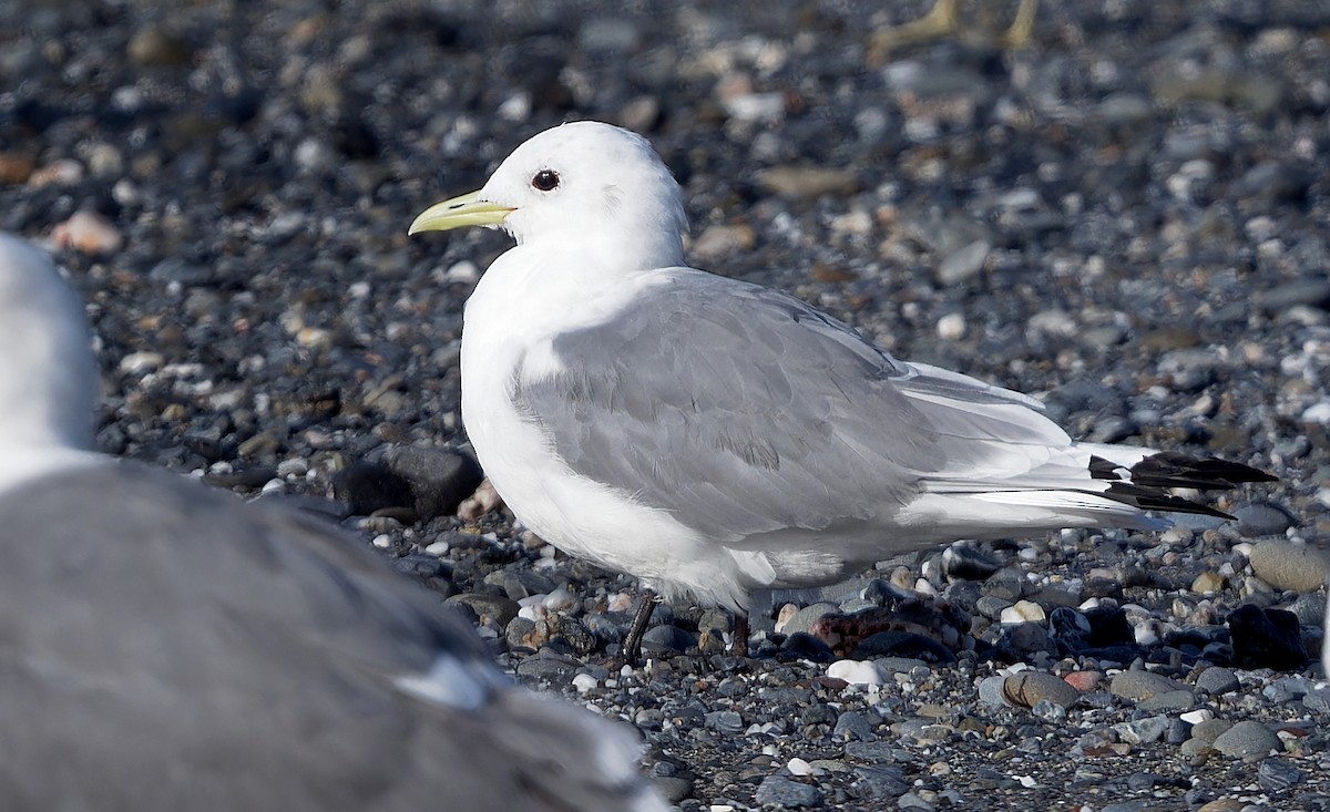 Mouette tridactyle - ML616784008