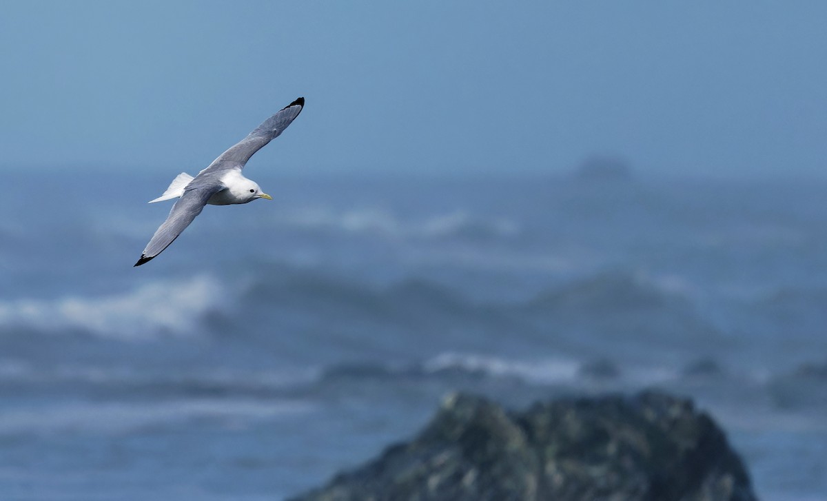 Black-legged Kittiwake - Aidan Brubaker