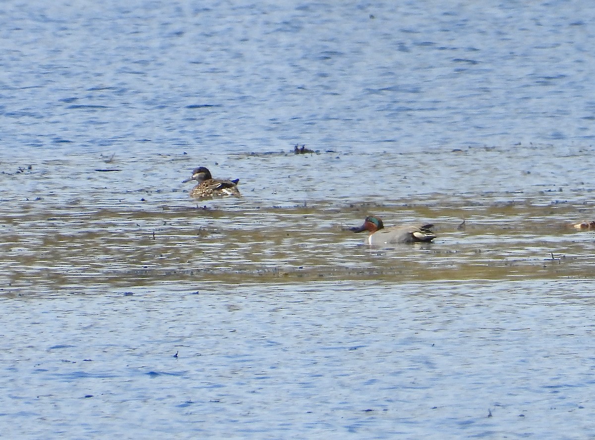 Green-winged Teal - ML616784014