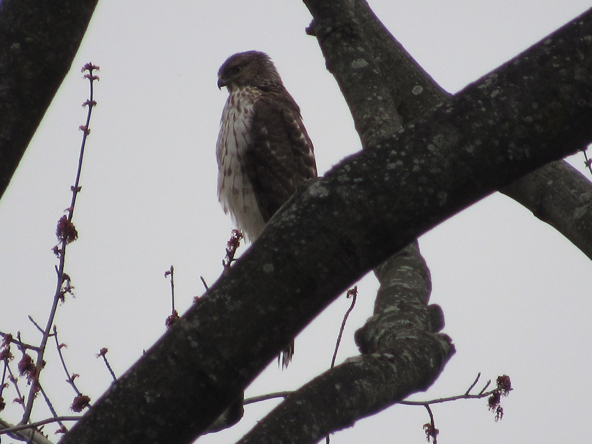 Cooper's Hawk - ML616784017