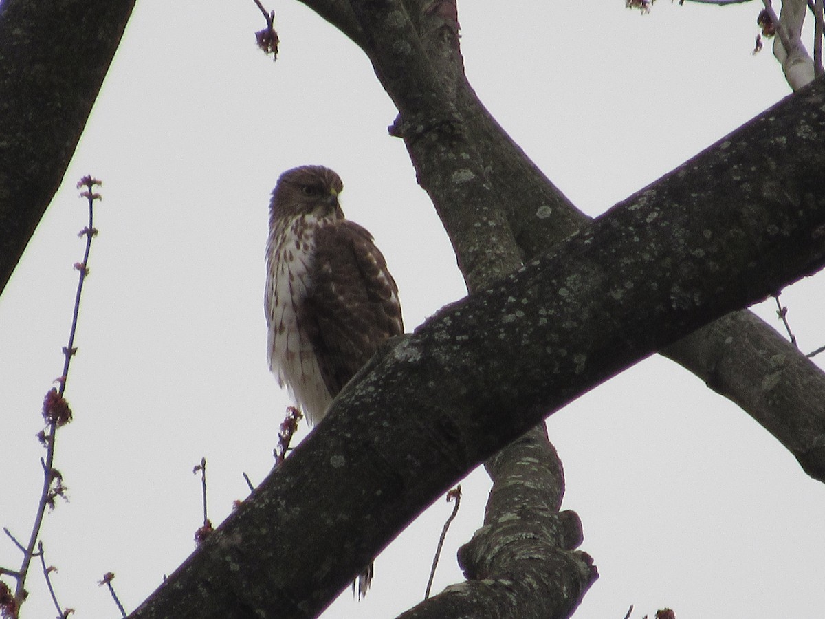 Cooper's Hawk - John Coyle