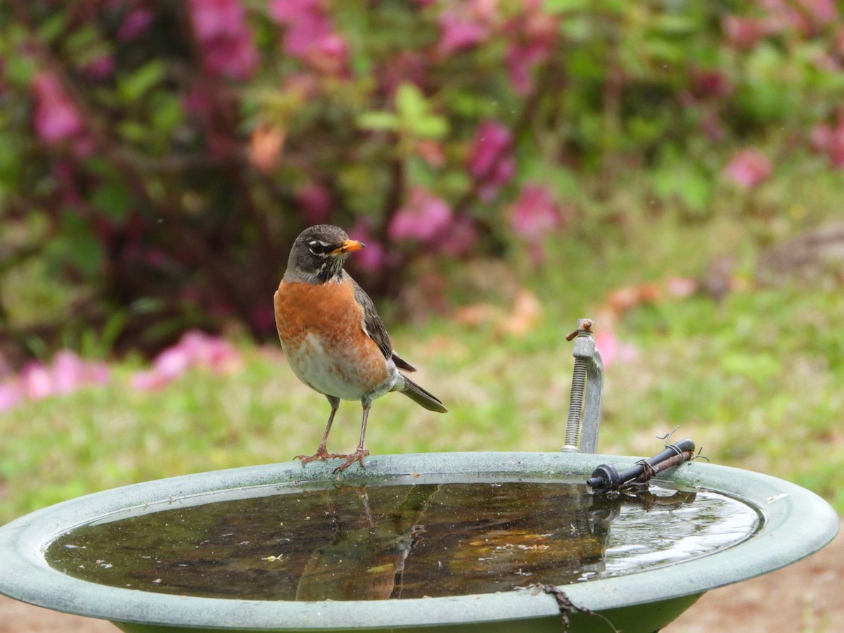 American Robin - ML616784069