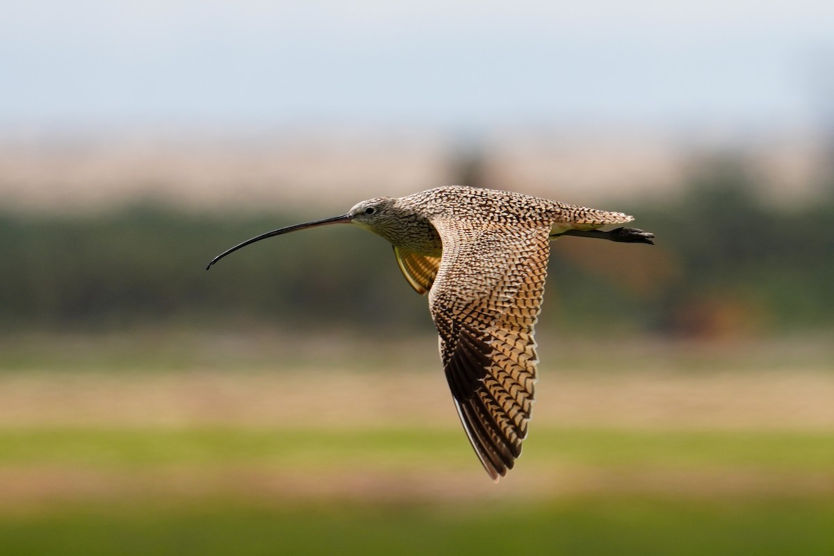 Long-billed Curlew - ML616784077