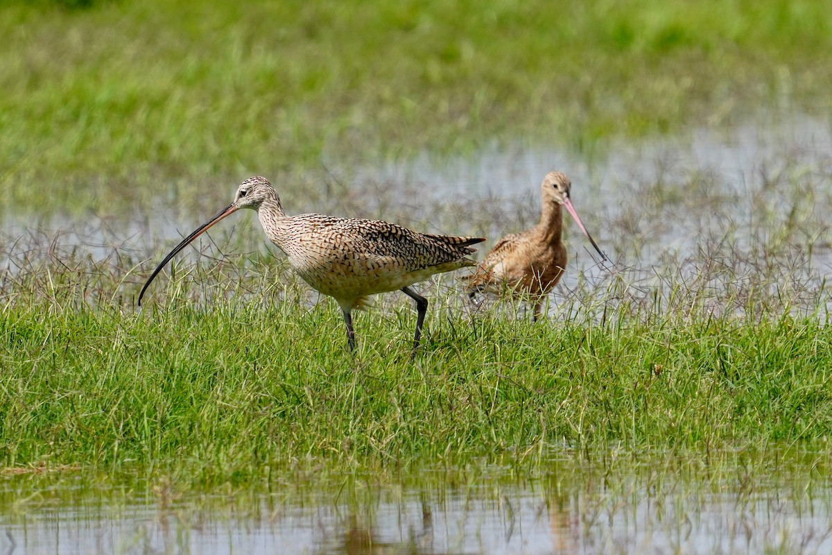 Long-billed Curlew - ML616784078