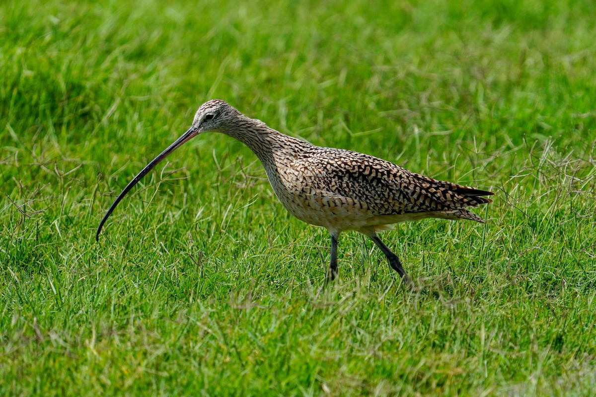 Long-billed Curlew - ML616784080