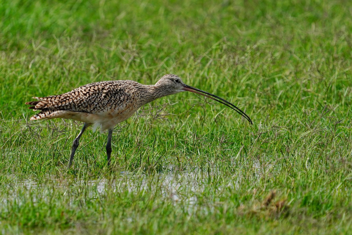 Long-billed Curlew - ML616784081