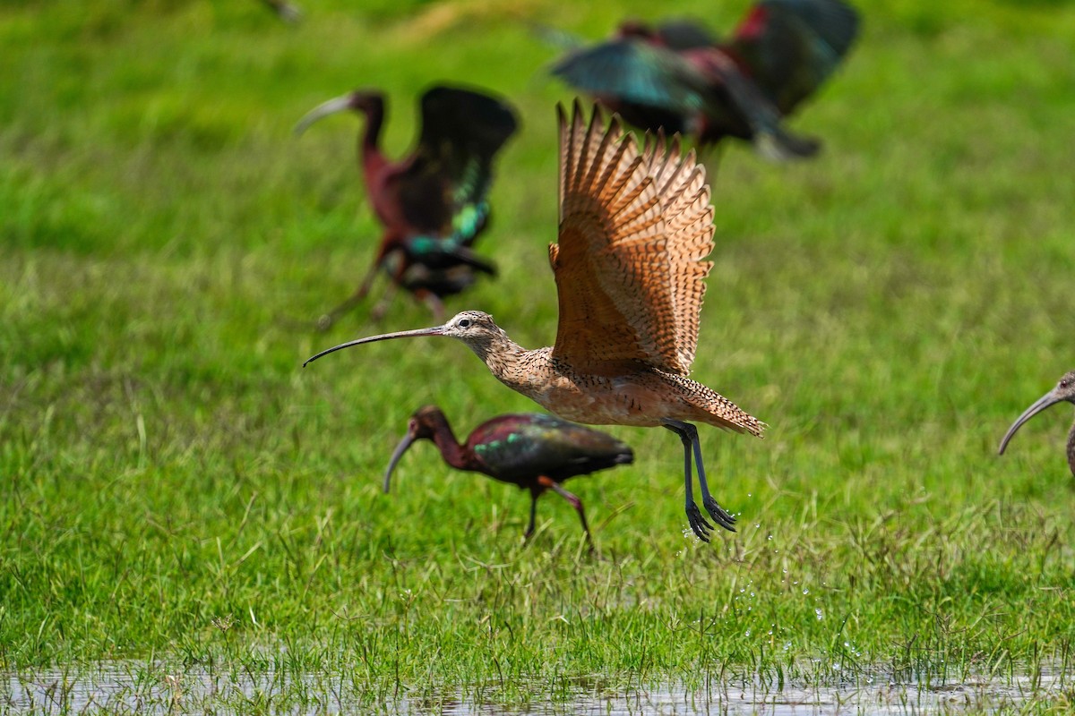 Long-billed Curlew - ML616784082