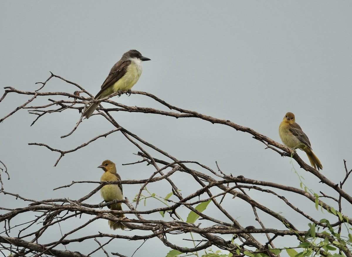 Streak-backed Oriole - ML616784168