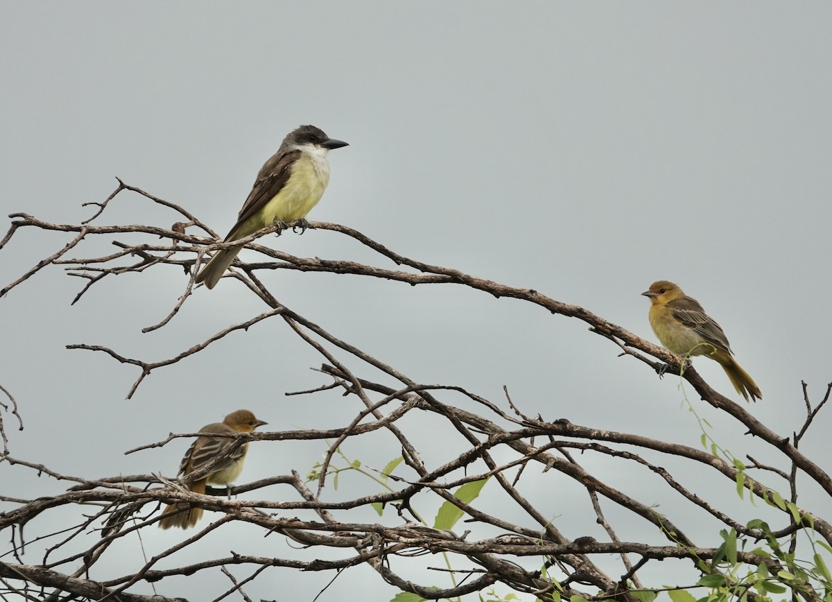 Streak-backed Oriole - ML616784169