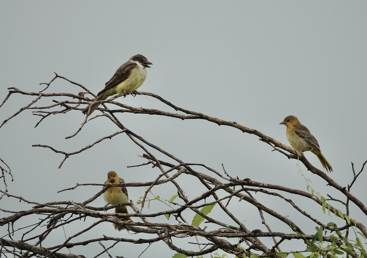 Streak-backed Oriole - ML616784170