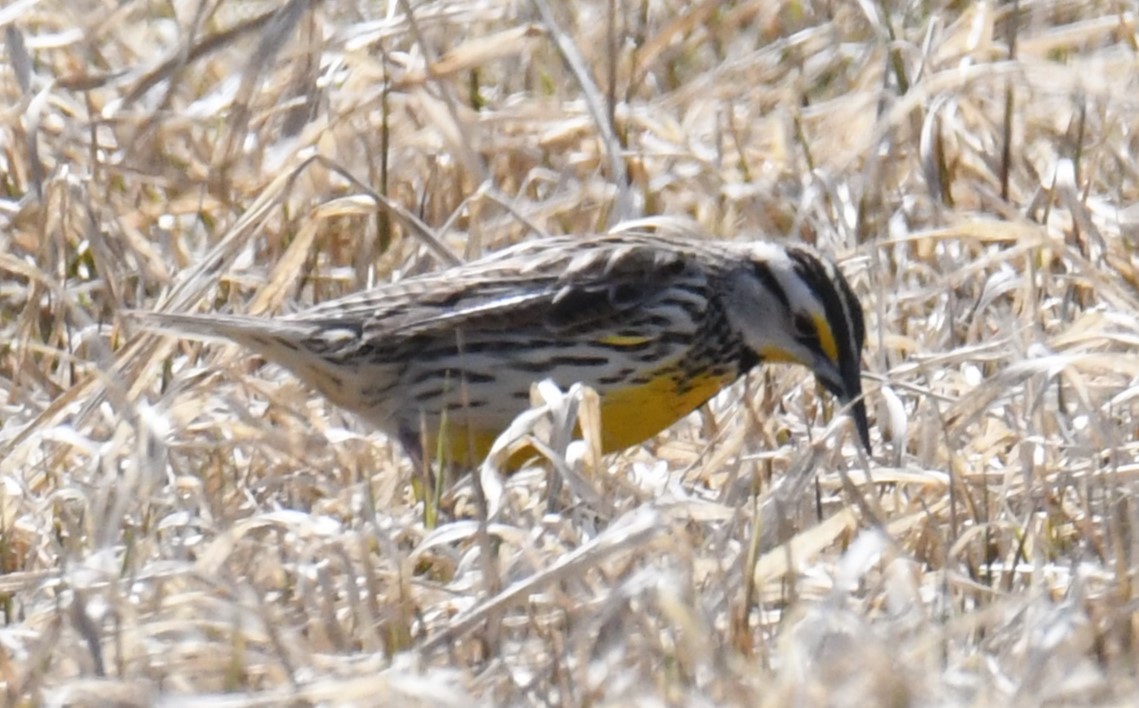 Eastern Meadowlark - ML616784189