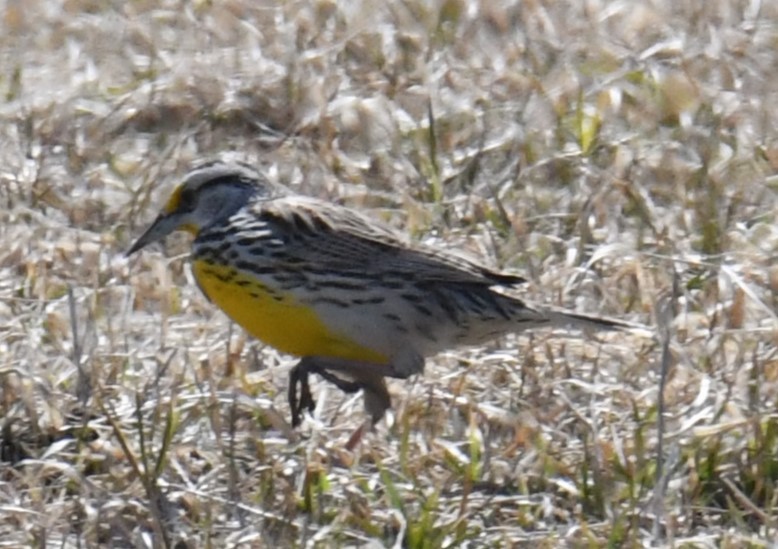 Eastern Meadowlark - ML616784191