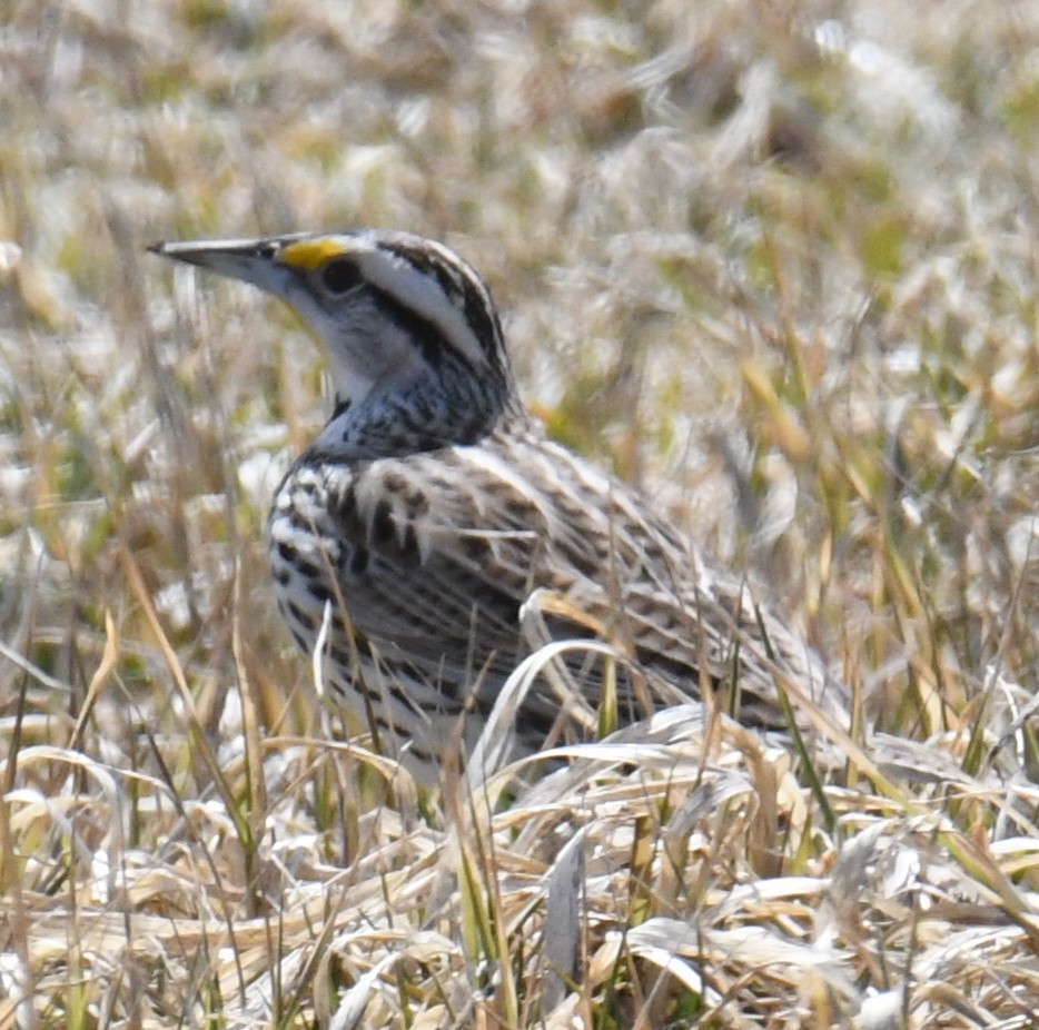 Eastern Meadowlark - ML616784192