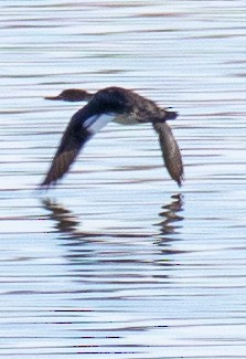 Red-breasted Merganser - Jim Wilson