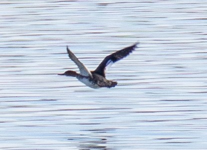 Red-breasted Merganser - Jim Wilson