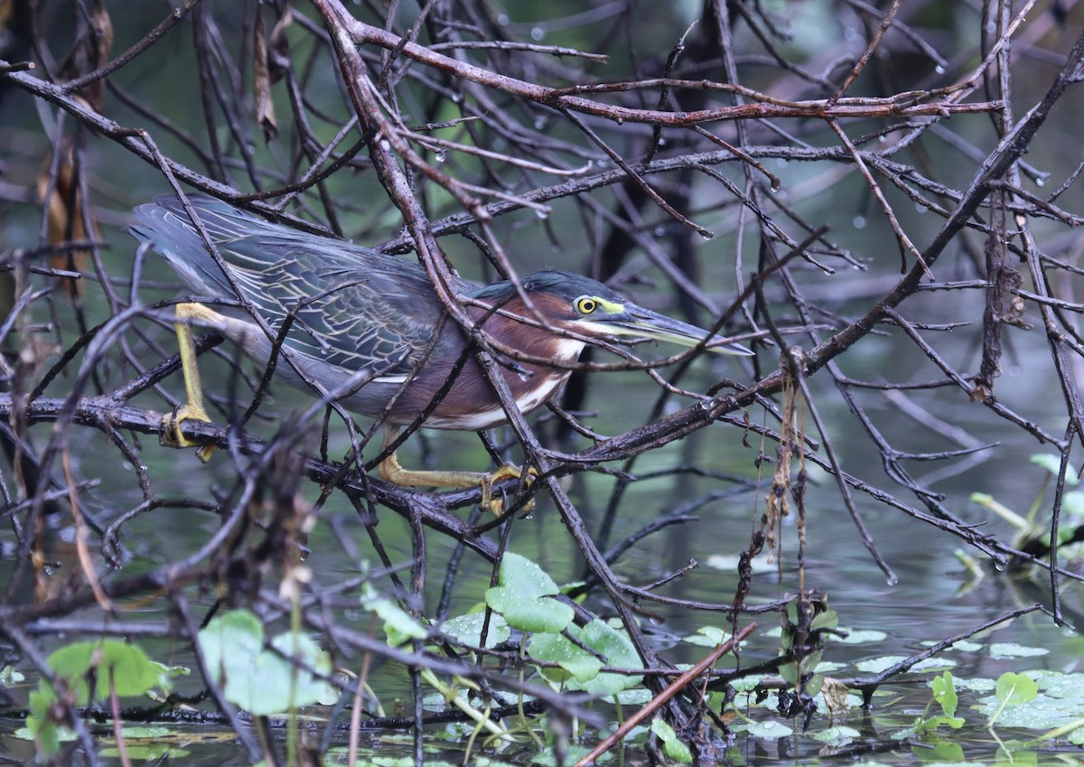 Green Heron - Matthew Hewitt