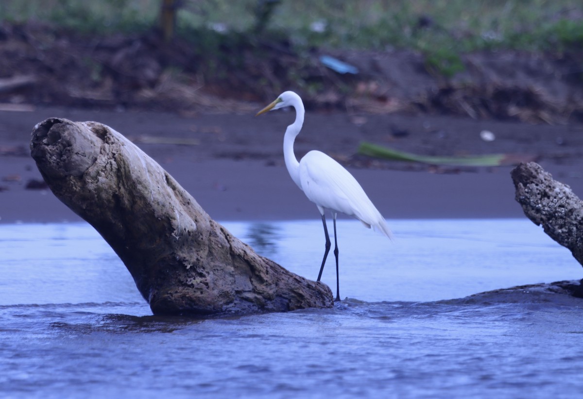 Great Egret - Matthew Hewitt